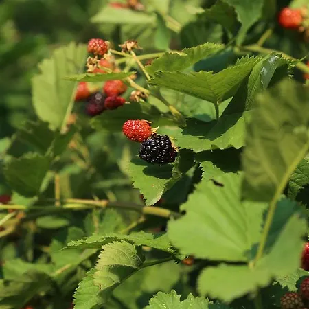 Vakantieboerderij La Volpe E L'uva Cherasco
