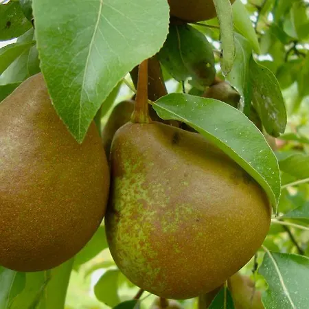 La Volpe E L'uva Farma Cherasco
