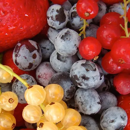 La Volpe E L'uva * Cherasco